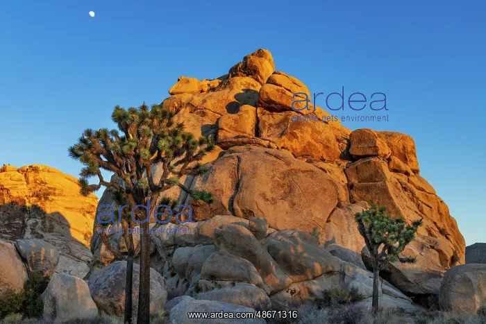 : Granite boulders and Joshua trees in Joshua Tree National : Granite boulders and Joshua trees in Joshua Tree National