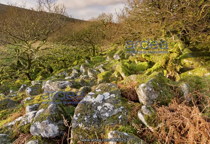 : Granite clitter in Wistman's Wood NNR - high altitude : Granite clitter in Wistman's Wood NNR - high altitude