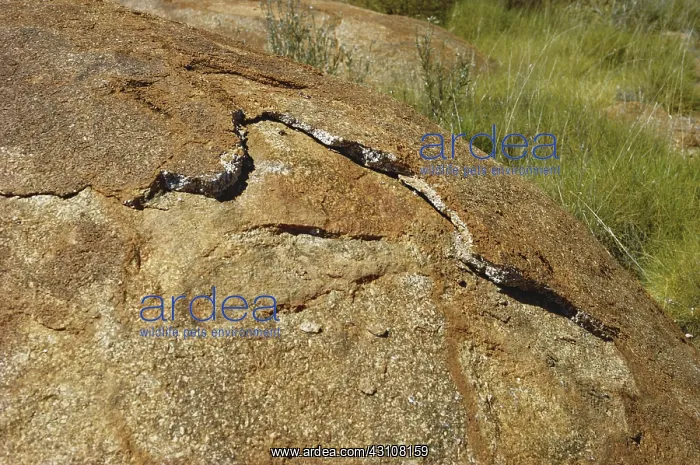 : Granite Exfoliation : Granite Exfoliation