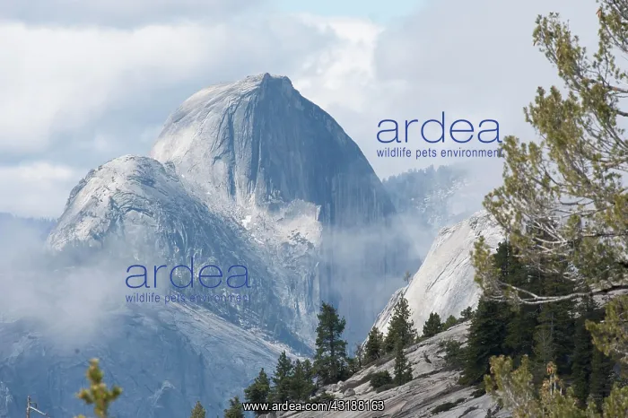 : Granite mountain Half Dome, veil of mist, view from : Granite mountain Half Dome, veil of mist, view from
