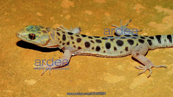 : Granite Night Lizard : Granite Night Lizard