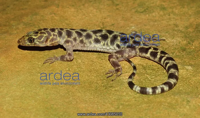 : Granite Night Lizard (Xantusia henshawi) : Granite Night Lizard (Xantusia henshawi)