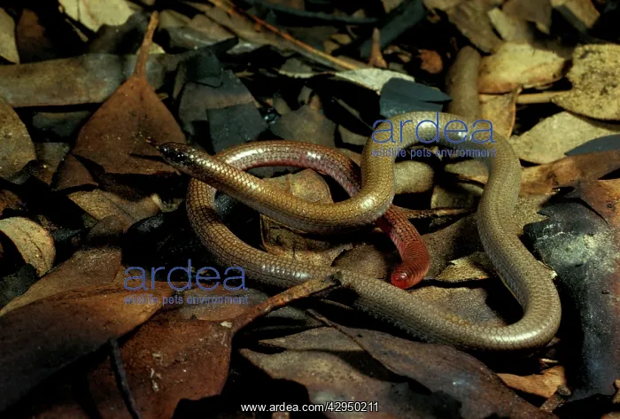 : Granite / Pink-tailed worm lizard - vulnerable : Granite / Pink-tailed worm lizard - vulnerable