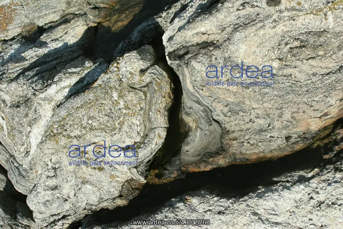 : Granite with quartz inclusions : Granite with quartz inclusions
