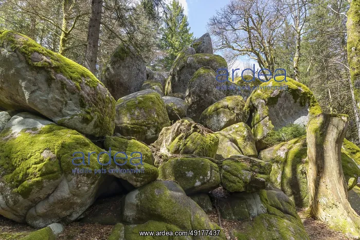: Granite rock Gunterfelsen near the source of the Danube : Granite rock Gunterfelsen near the source of the Danube