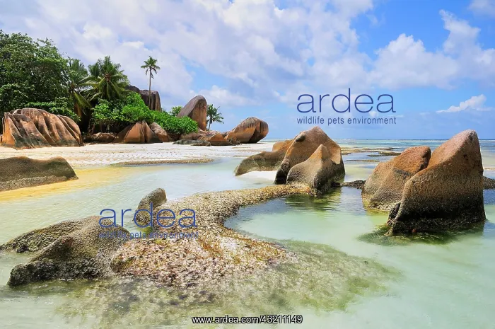 : Granite rocks and palm trees on Anse la Rsunion : Granite rocks and palm trees on Anse la Rsunion