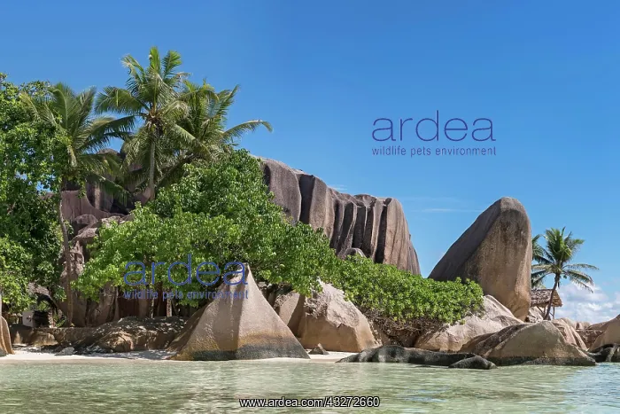 : Granite rocks with palm trees on the beach Anse : Granite rocks with palm trees on the beach Anse