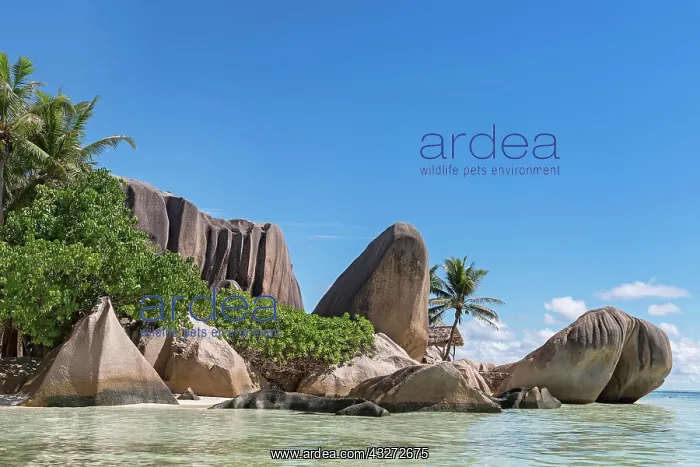 : Granite rocks with palm trees on the beach Anse : Granite rocks with palm trees on the beach Anse