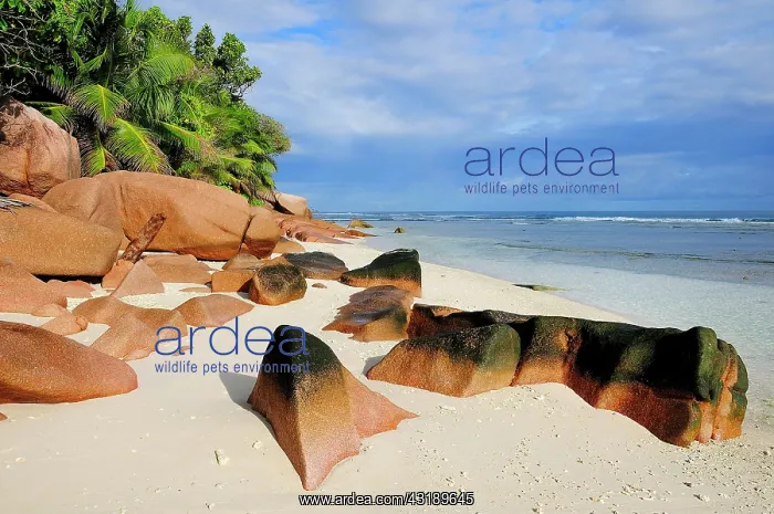 : Granite rocks on the sandy beach beach, La Digue : Granite rocks on the sandy beach beach, La Digue