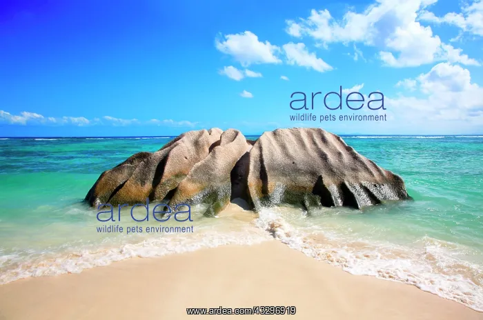 : Granite rocks, Source d'Argent beach, La Digue Island : Granite rocks, Source d'Argent beach, La Digue Island