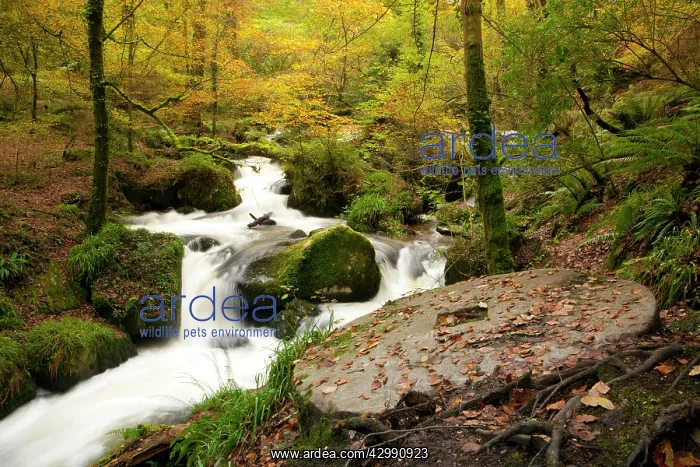 : A Granite Mill Stone beside the water falls in the Kennall V : A Granite Mill Stone beside the water falls in the Kennall V