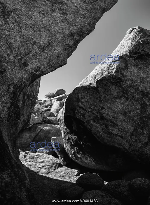 : Granite Tree National Park, California : Granite Tree National Park, California