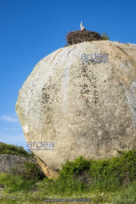  : Granitic formations and nests of white storks (Ciconia