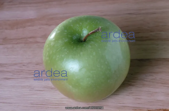 : Granny Smith Apple : Granny Smith Apple