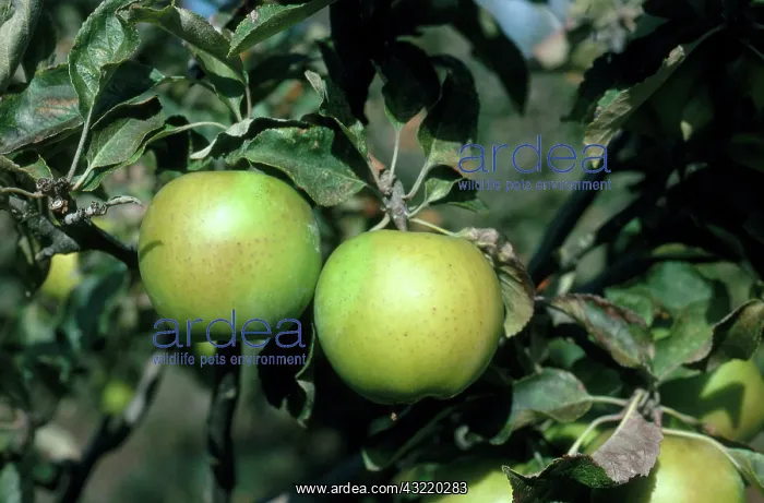 : Granny Smith Apples : Granny Smith Apples