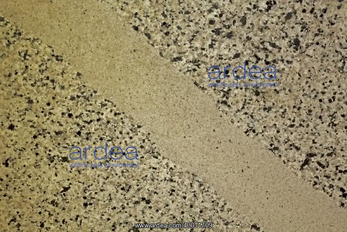 : Granodiorite with aplite dyke : Granodiorite with aplite dyke