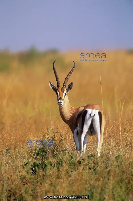 : GrantIs GAZELLE : GrantIs GAZELLE
