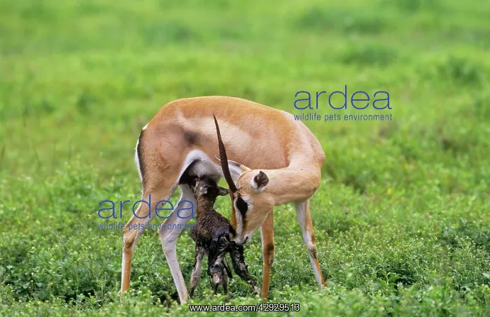  : GrantIs GAZELLE - with newborn fawn