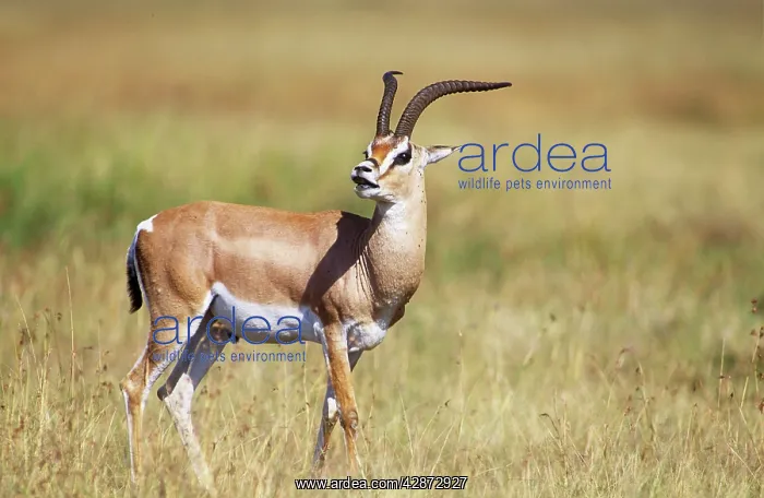  : Grant's Gazelle