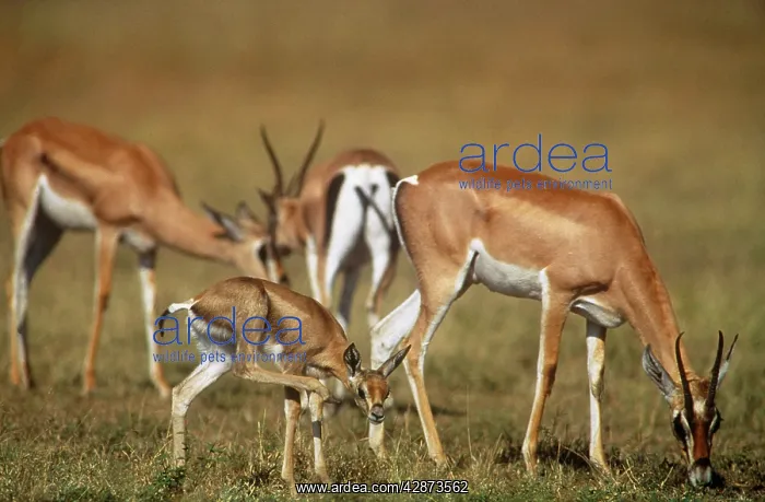  : Grant's Gazelle