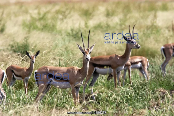 : Grant's gazelle : Grant's gazelle