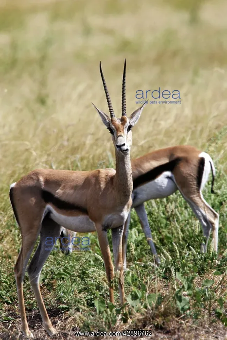 : Grant's gazelle : Grant's gazelle