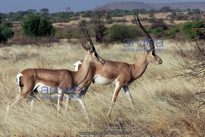 : Grant's gazelle : Grant's gazelle