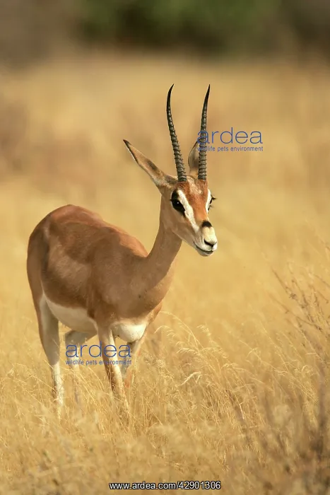: Grant's gazelle : Grant's gazelle