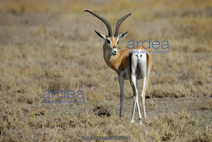 : Grant's Gazelle : Grant's Gazelle