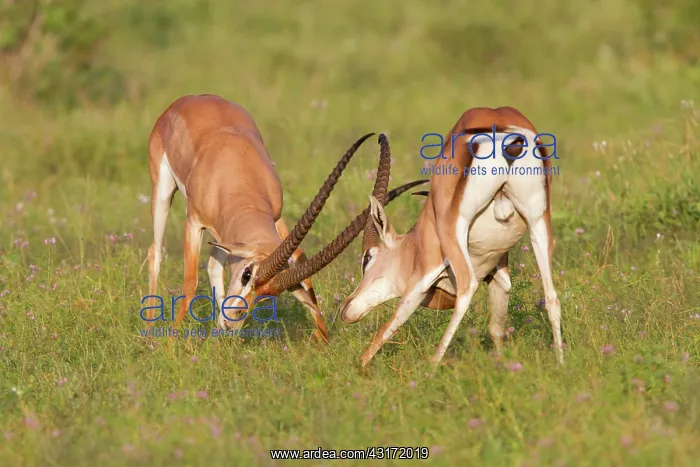  : Grant's Gazelle