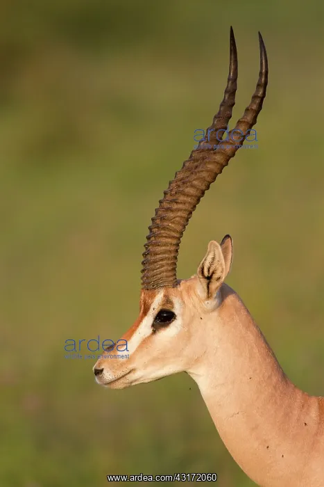 : Grant's Gazelle : Grant's Gazelle