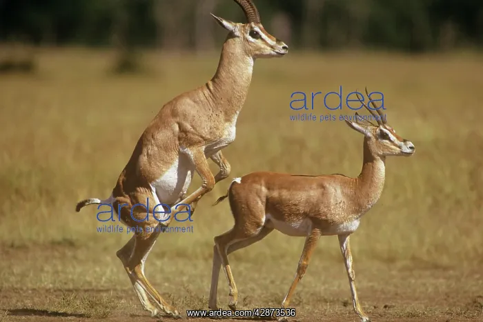  : Grant's Gazelle - attempting to mount female