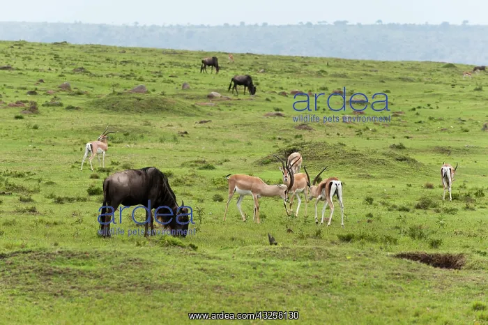: Grant's Gazelle (Gazella granti) and Wildebeest : Grant's Gazelle (Gazella granti) and Wildebeest
