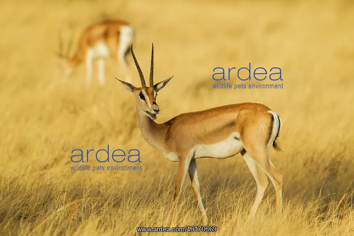: Grant's Gazelle (Gazella grantii) standing : Grant's Gazelle (Gazella grantii) standing
