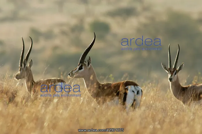 : Grant's gazelle - three in grass : Grant's gazelle - three in grass