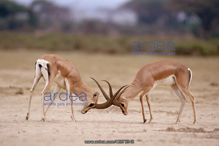  : Grant's Gazelle - males fighting