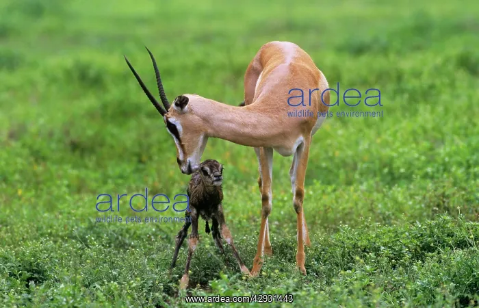  : GRANT'S GAZELLE - and new born