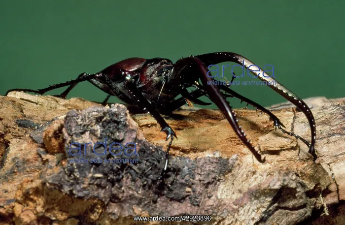 : Grant's Stag Beetle : Grant's Stag Beetle