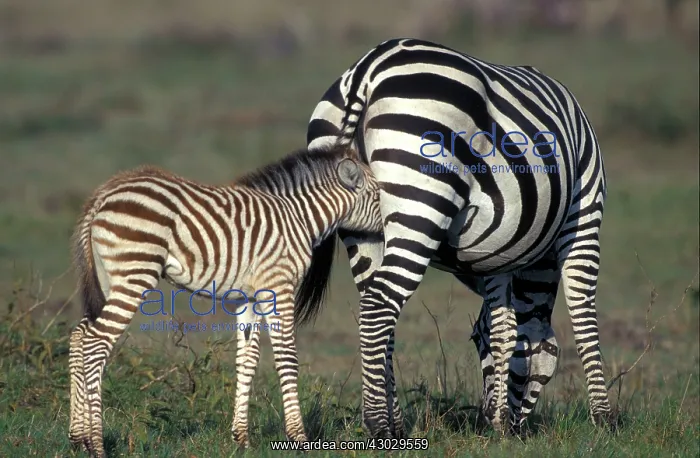  : Grant's Zebra