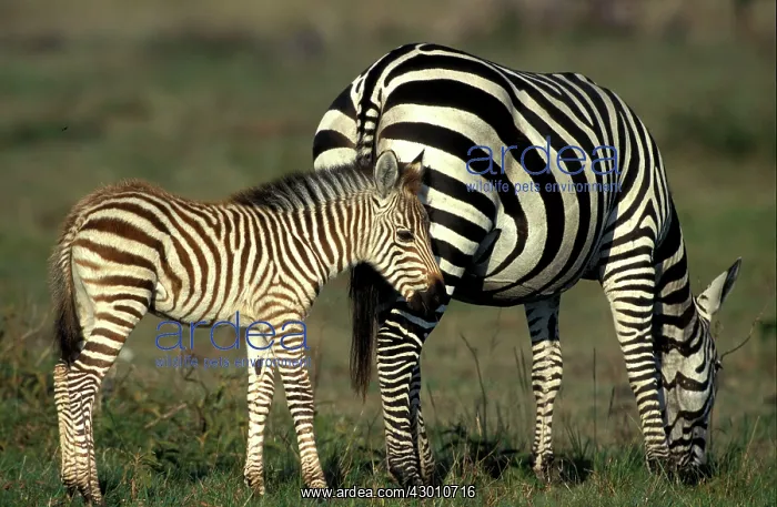 : Grant's Zebra adult and young foal : Grant's Zebra adult and young foal