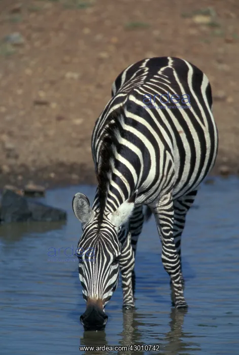 : Grant's Zebra drinking : Grant's Zebra drinking