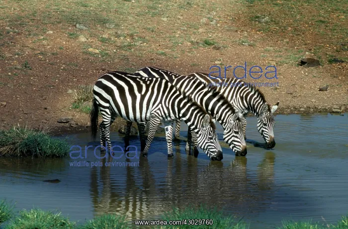 : Grant's Zebra drinking : Grant's Zebra drinking
