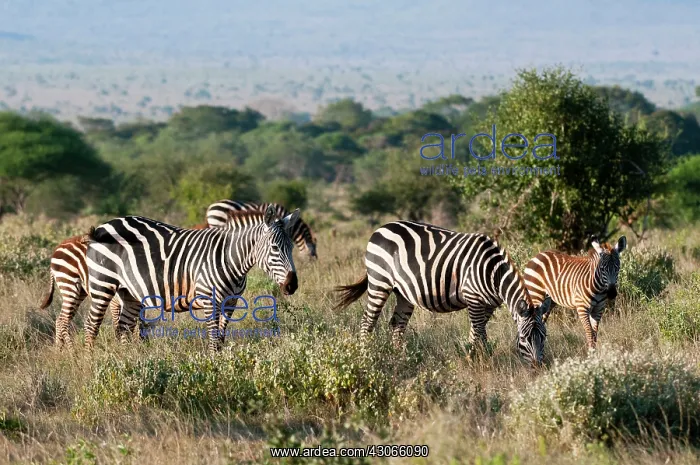 : Grant's Zebra (Equus quagga boehmi), Lualenyi : Grant's Zebra (Equus quagga boehmi), Lualenyi