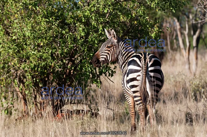: Grant's Zebra (Equus quagga boehmi), Lualenyi : Grant's Zebra (Equus quagga boehmi), Lualenyi