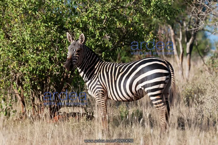 : Grant's Zebra (Equus quagga boehmi), Lualenyi : Grant's Zebra (Equus quagga boehmi), Lualenyi