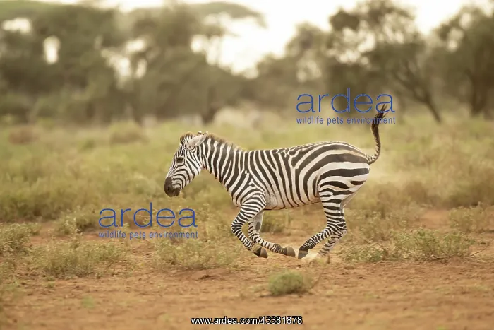 : Grant's zebra (Equus quagga boehmi), running in : Grant's zebra (Equus quagga boehmi), running in