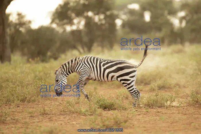 : Grant's zebra (Equus quagga boehmi), running in : Grant's zebra (Equus quagga boehmi), running in