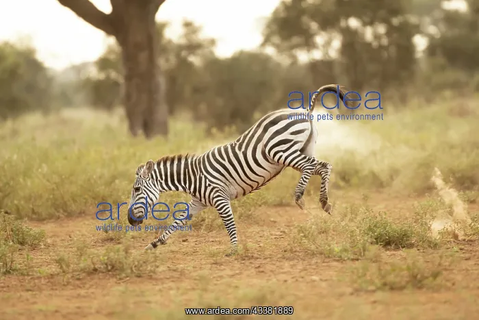 : Grant's zebra (Equus quagga boehmi), running in : Grant's zebra (Equus quagga boehmi), running in
