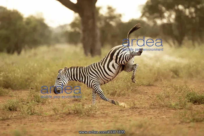 : Grant's zebra (Equus quagga boehmi), running in : Grant's zebra (Equus quagga boehmi), running in