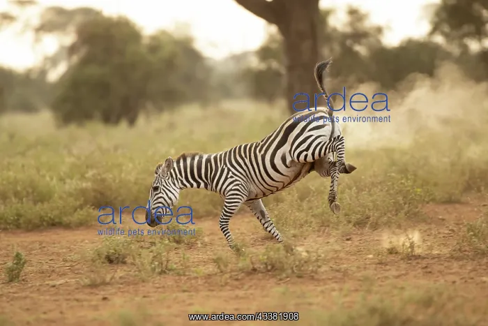 : Grant's zebra (Equus quagga boehmi), running in : Grant's zebra (Equus quagga boehmi), running in